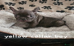 French Bulldog dogs for sale: Absolutely stunning chunky frenchbulldog puppies  - Image 5