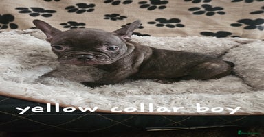 French Bulldog dogs - Advert 2