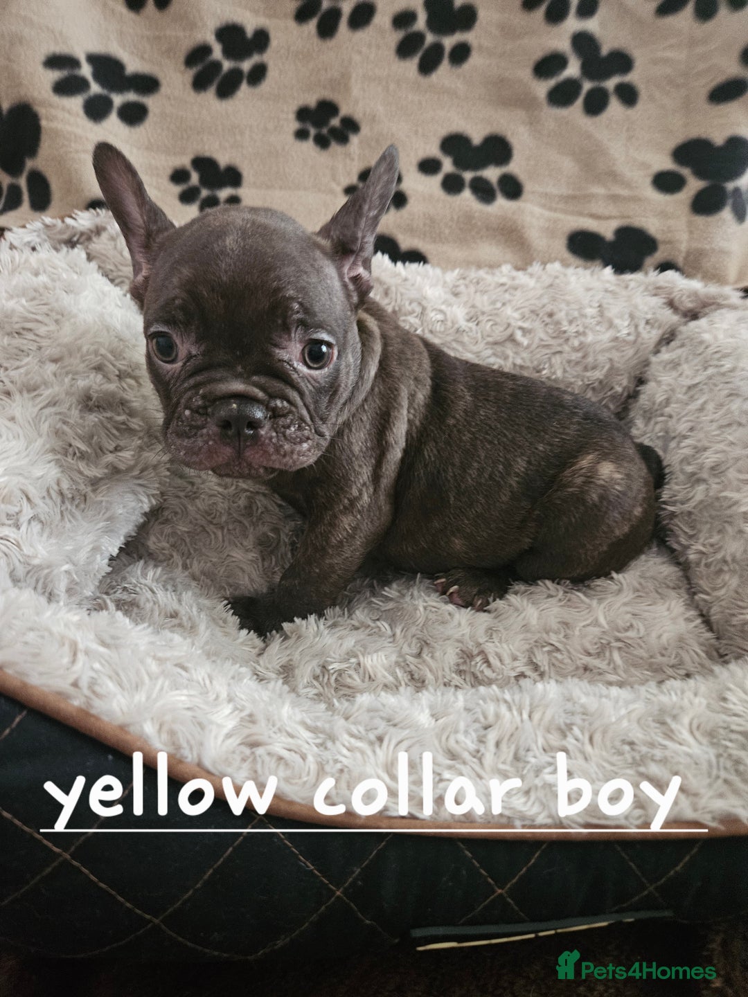 French Bulldog dogs for sale: Absolutely stunning chunky frenchbulldog puppies  - Image 5