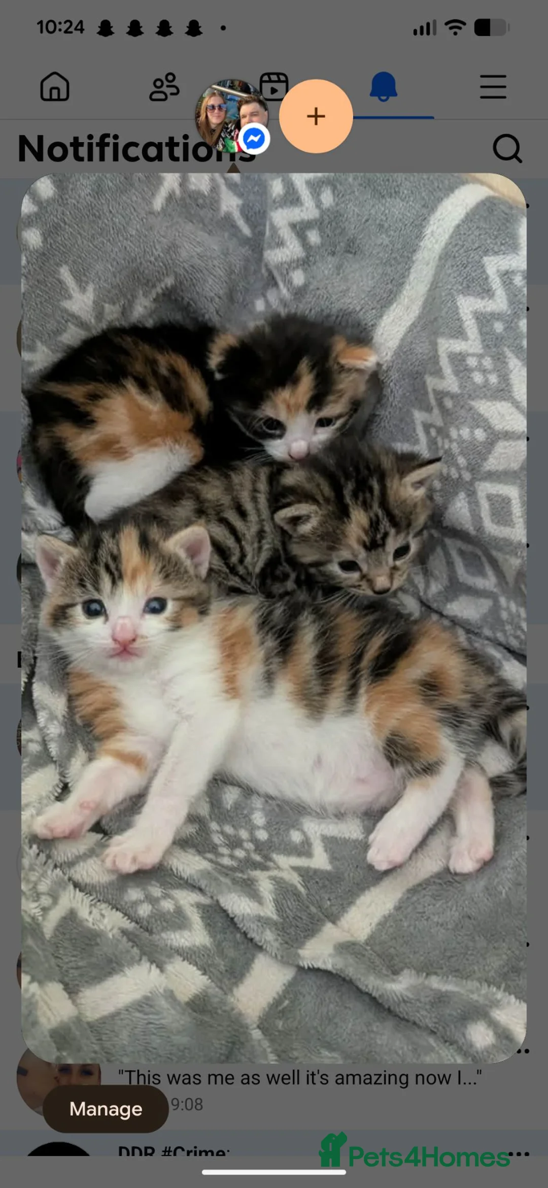 Mixed Breed cats for sale: 2 calico and 1 tabby kitten all girls - Advert 3