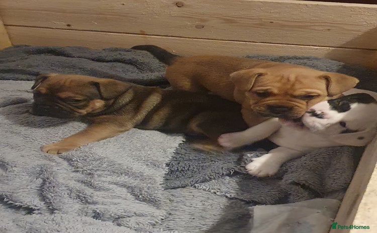 Mixed Breed dogs Oldtyme x french bulldogs - Advert 6