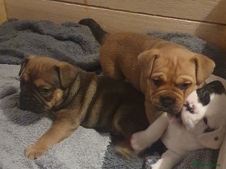 Mixed Breed dogs Oldtyme x french bulldogs - Advert 6