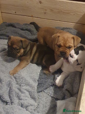 Mixed Breed dogs Oldtyme x french bulldogs - Advert 6