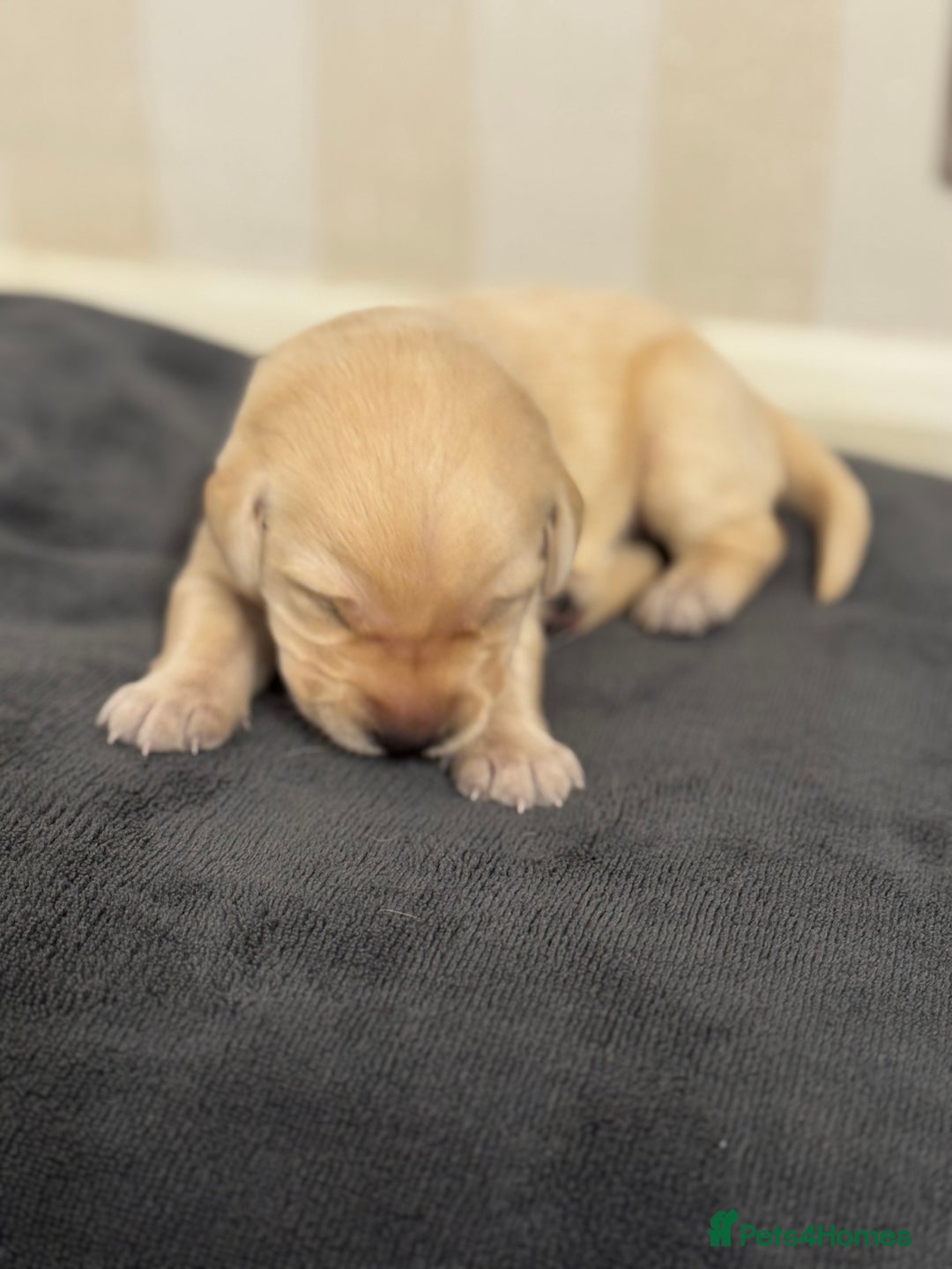 Labrador Retriever dogs for sale: Stunning, White/Yellow KC Registered Labrador Pups - Image 18