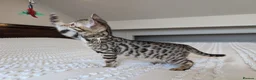 Bengal cats for sale: 🖤🩶🤍 BEAUTIFUL BENGAL KITTENS 🤍🩶🖤 - Advert 5