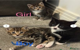 Mixed Breed cats for sale: 1 Gorgeous female Tabby available  in Lancing - Image 15