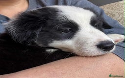 Border Collie dogs for sale: Stunning Border Collie Puppies- merle, b&w - Image 11