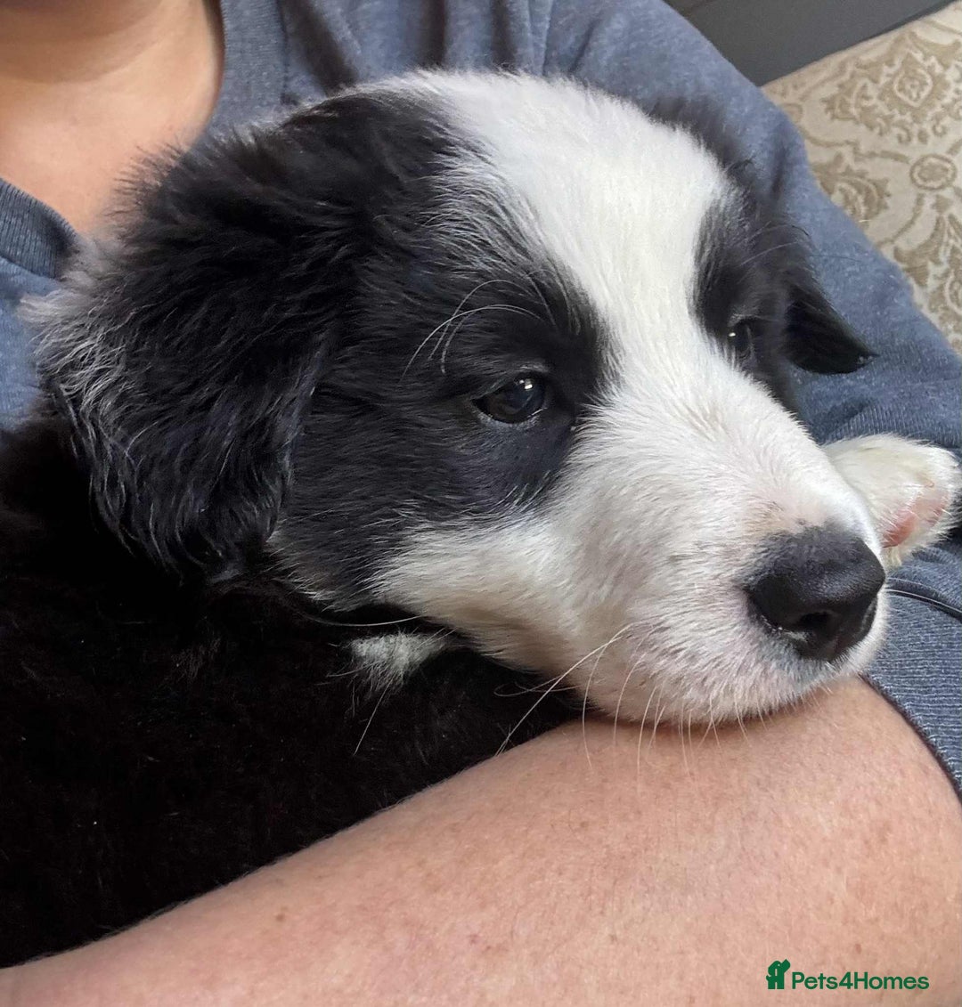 Border Collie dogs for sale: Stunning Border Collie Puppies- merle, b&w - Image 11