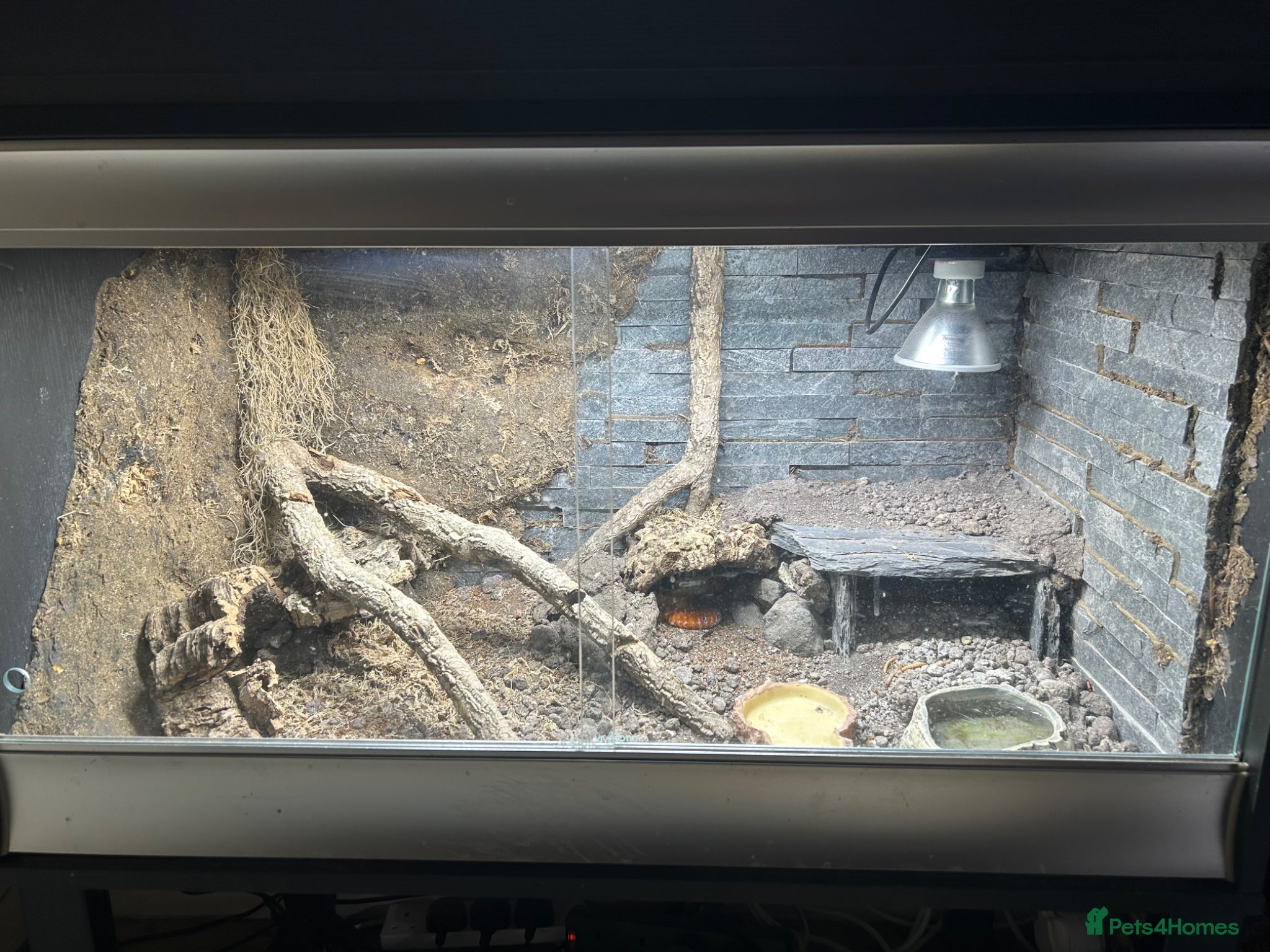 Leopard Gecko reptiles Blood mandarin gecko and enclosure  - Advert 1