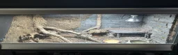 Leopard Gecko reptiles for sale: Blood mandarin gecko and enclosure  in Norwich - Advert 1