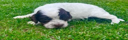 Cockapoo dogs for sale: Beautiful Cockapoo Babies 🐾🐾🐾 - Advert 11