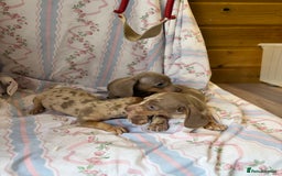 Miniature Dachshund dogs for sale: miniature dash hound puppys  - Advert 20