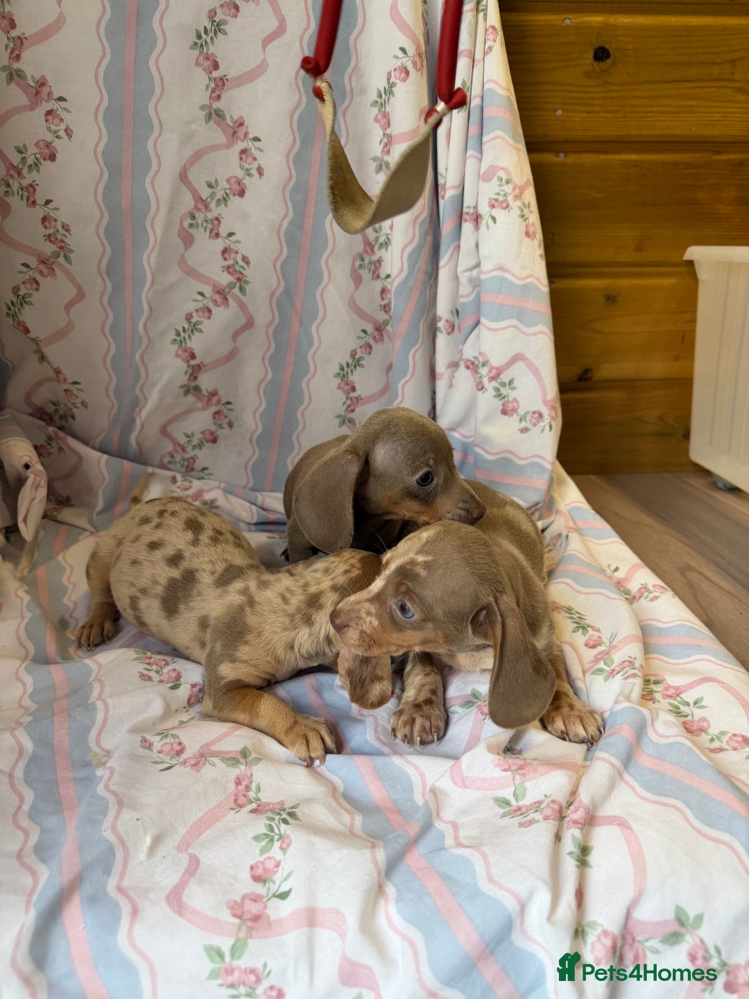 Miniature Dachshund dogs for sale: miniature dash hound puppys  - Advert 20