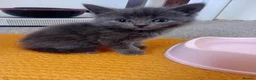 Russian Blue cats for sale: Russian blue Scottish fold mix stunning breed  - Advert 28