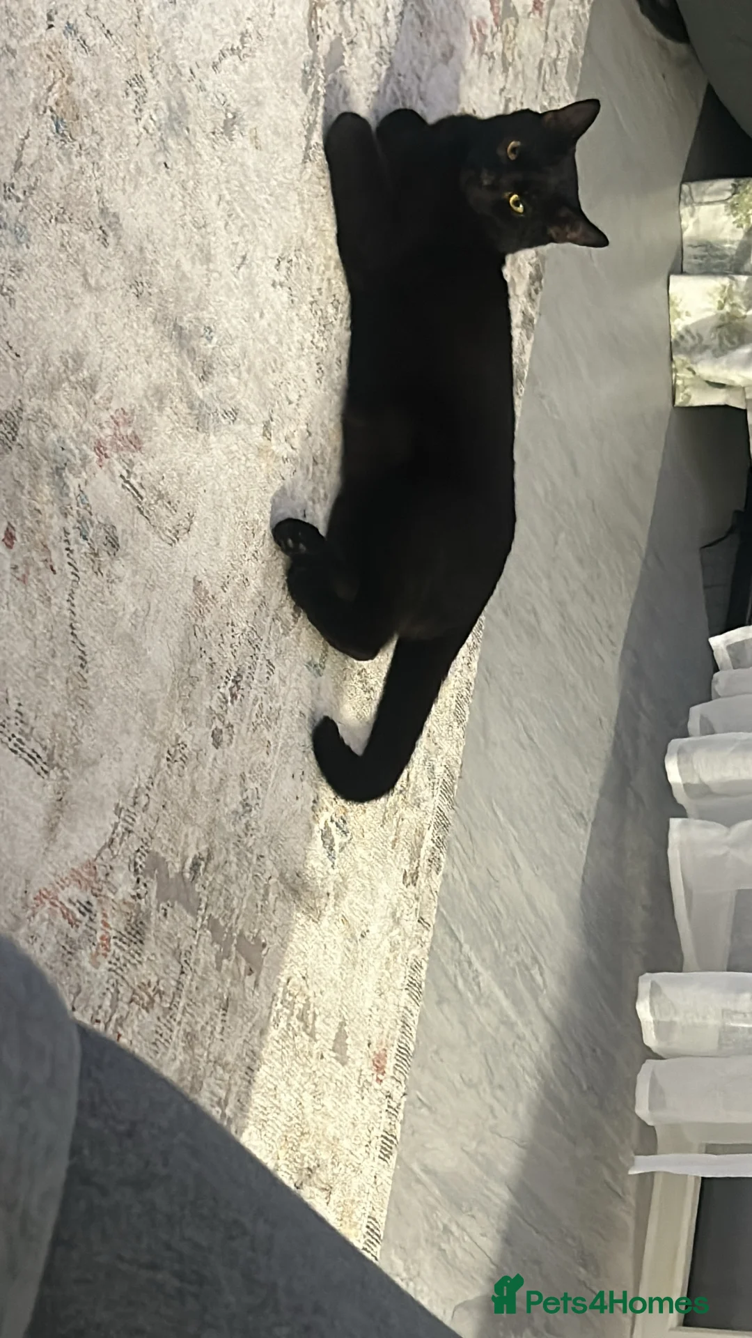 British Shorthair cats for sale: Home for Kitkat  - Advert 5