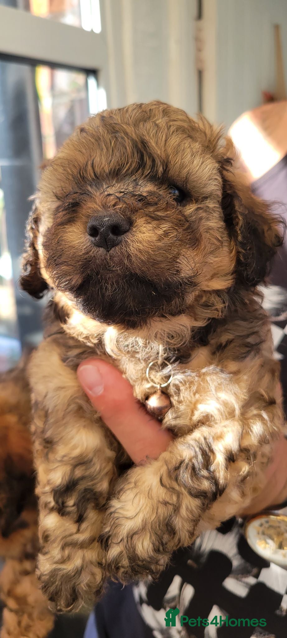 Lhasapoo dogs Beautiful, home reared lhasapoos - Advert 4