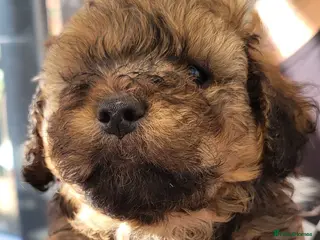 Lhasapoo dogs Beautiful, home reared lhasapoos - Advert 1