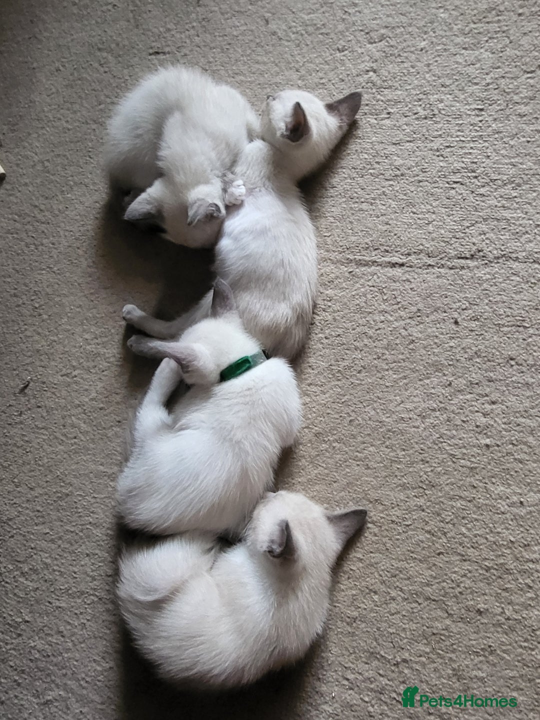 Snowshoe cats for sale: Full Pedigree Snowshoe Kittens - Image 7
