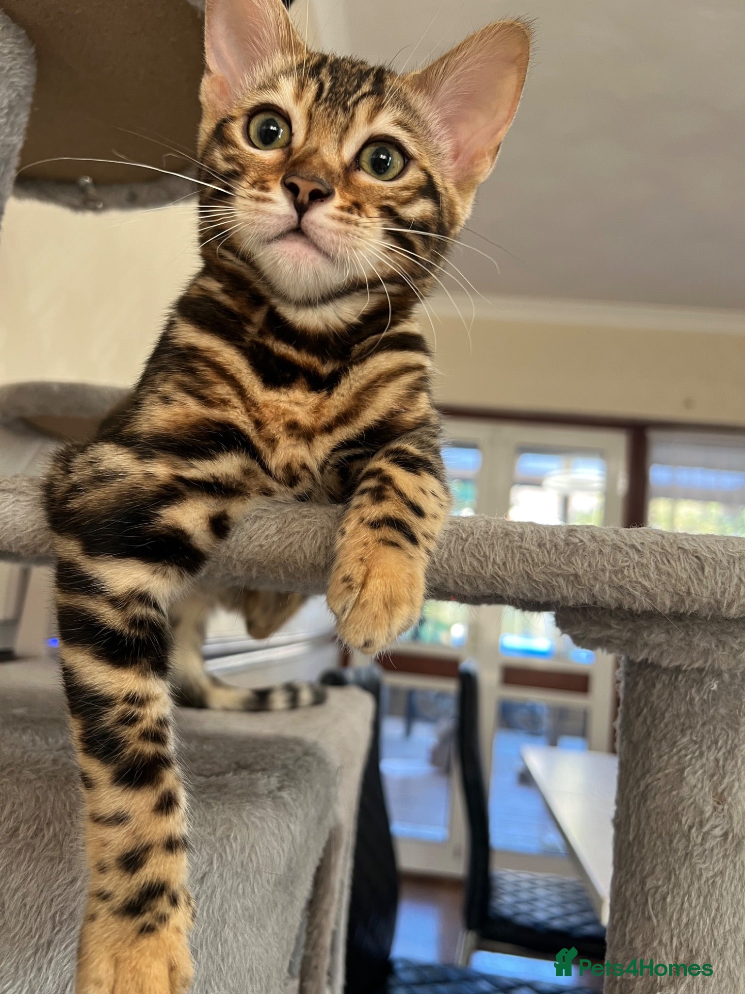 Bengal cats ✨STUNNING Bengal Kittens ✨ !!! Only one Left !!! - Advert 11