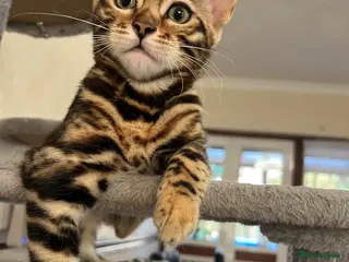 Bengal cats ✨STUNNING Bengal Kittens ✨ !!! Only one Left !!! - Advert 11