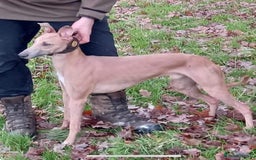 Mixed Breed dogs for sale: Bedlington/whippet Lurcher puppies - Image 18