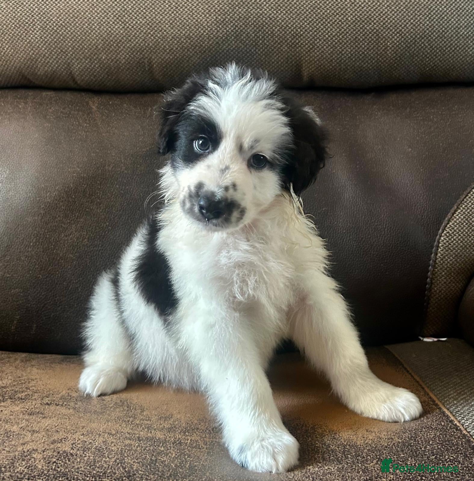 Border Collie dogs Outstanding border collie puppies  - Advert 2