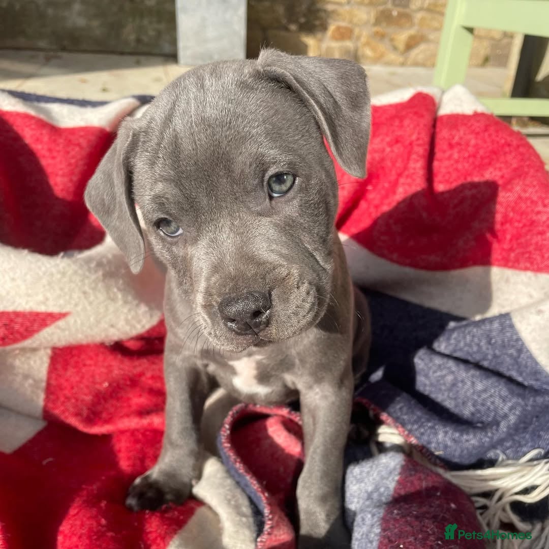 Staffordshire Bull Terrier dogs for sale: 💥✅️Staffordshire💫 bullterrie puppies 🐶  - Image 5
