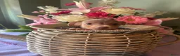 Jack Russell dogs for sale: Wenlock Jack Russells  - Advert 6