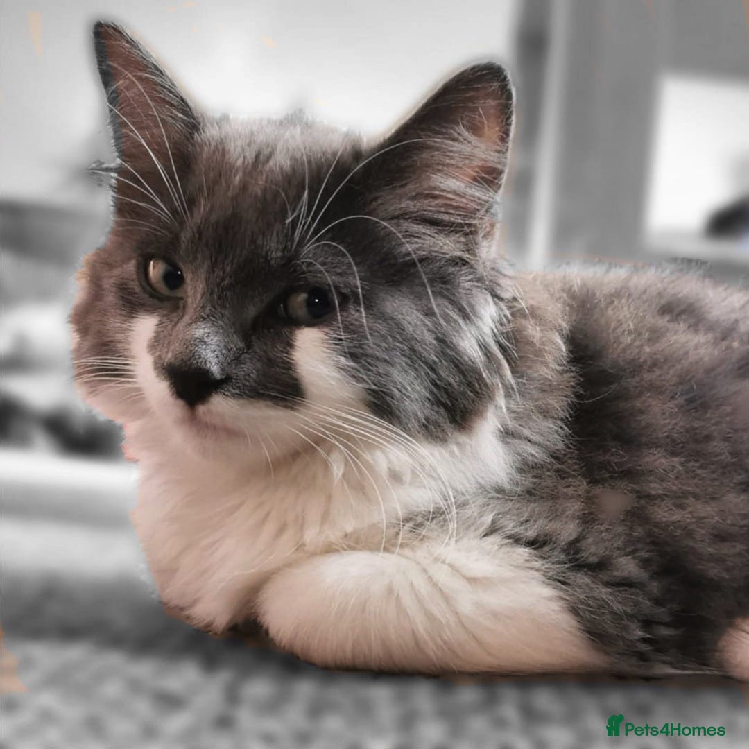 Mixed Breed cats for sale: Flimflam & Bojo - Image 33