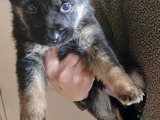 German Shepherd dogs Czech shepherd - Advert 4