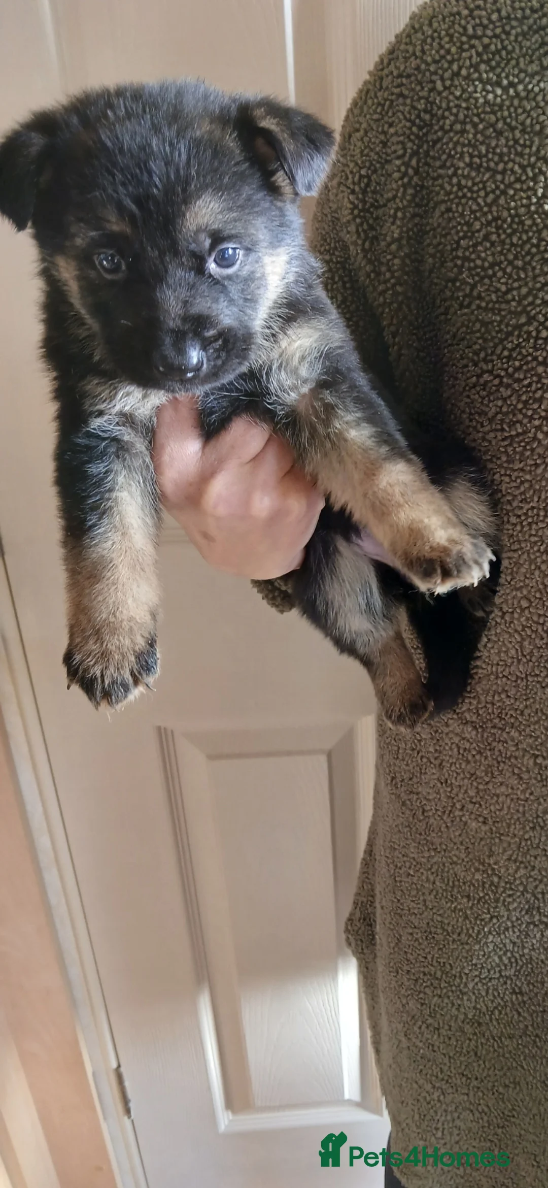 German Shepherd dogs for sale: Czech shepherd  - Advert 8