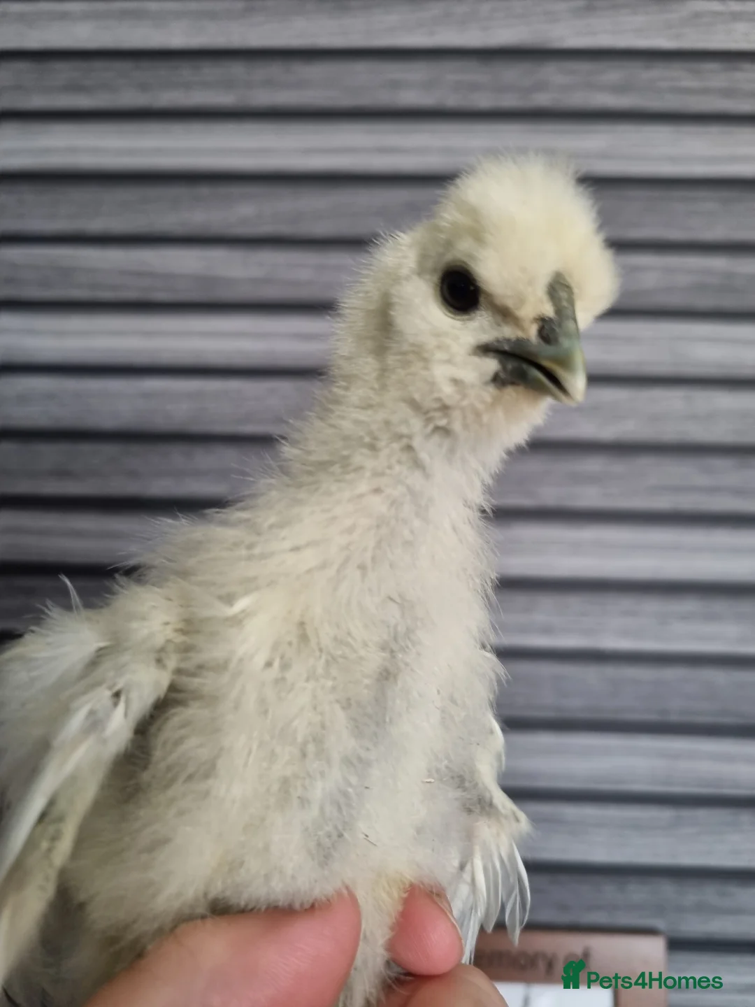 Chickens poultry for sale: Silkie chick's 3 weeks old  in Stoke-on-Trent - Advert 2