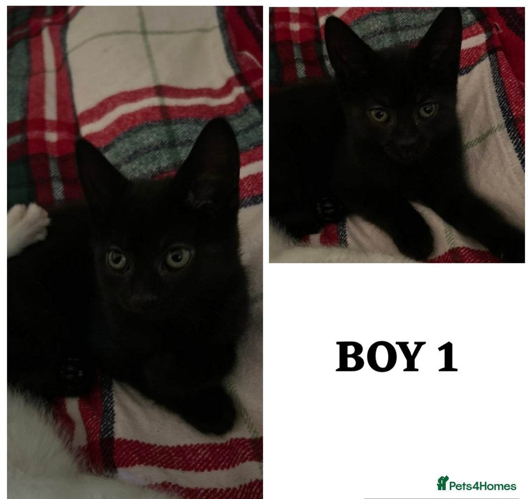 Mixed Breed cats for sale: 4 Beautiful kittens ready for new home  - Advert 2