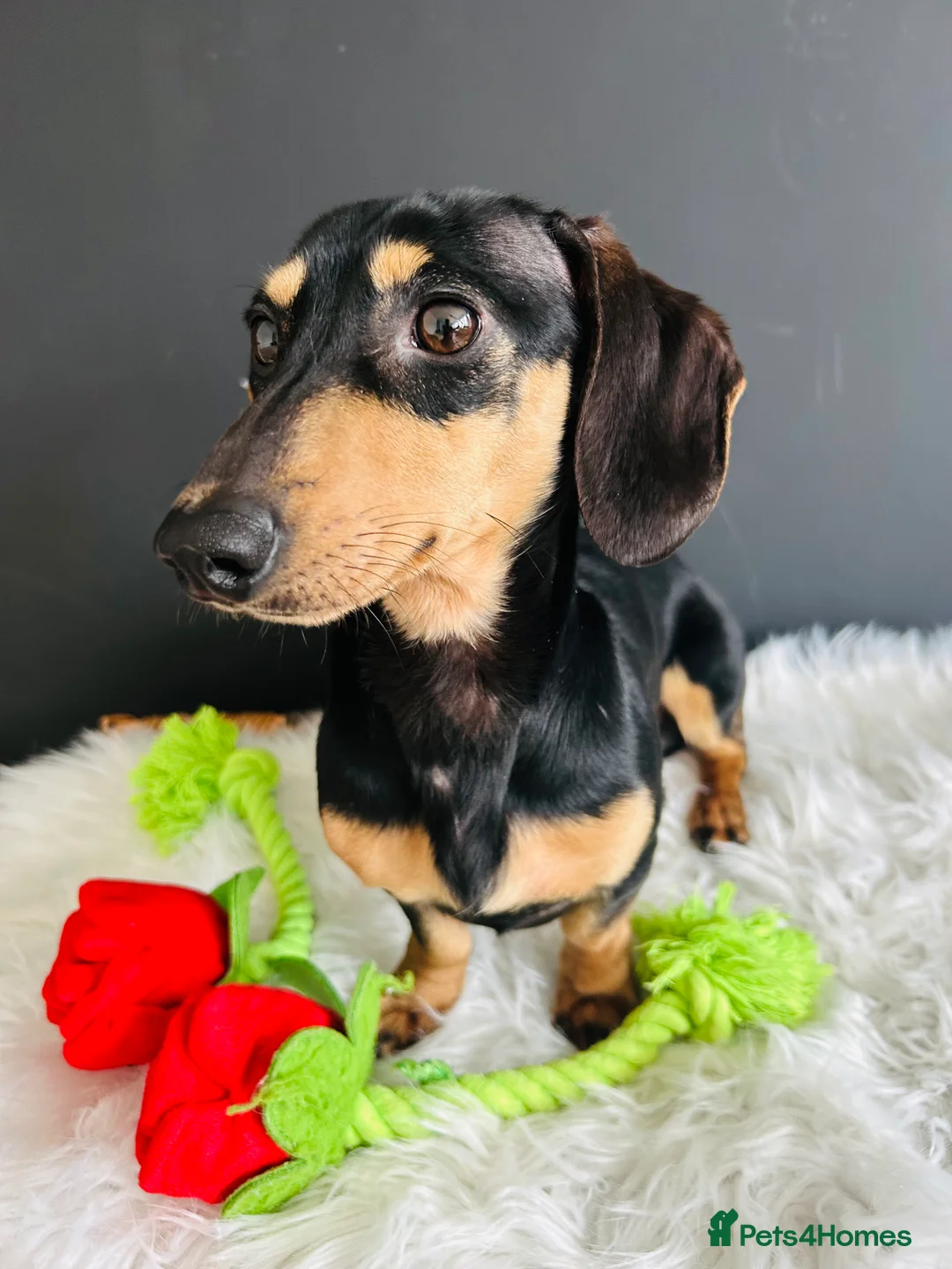 Miniature Dachshund dogs for sale: Adult Black & Cream Smooth Male - Advert 4