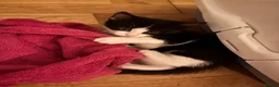 Domestic Shorthair cats for sale: Tuxedo kittens - Advert 9