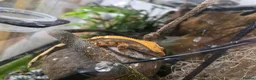 Gecko reptiles for sale: Juvenile Crested Geckos in Runcorn - Advert 3