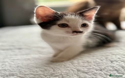 Ragdoll cats for sale: Ready Now Ragdoll x British Shorthair kittens  - Image 14