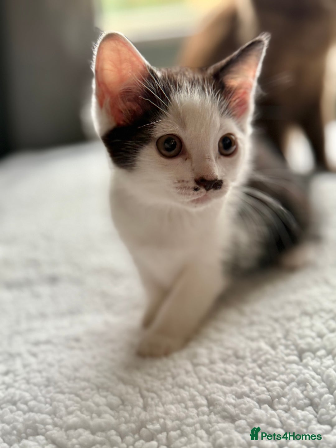 Ragdoll cats for sale: Ready Now Ragdoll x British Shorthair kittens  - Image 14