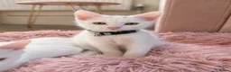 Turkish Angora cats for sale: Gorgeous Kittens!  - Advert 11