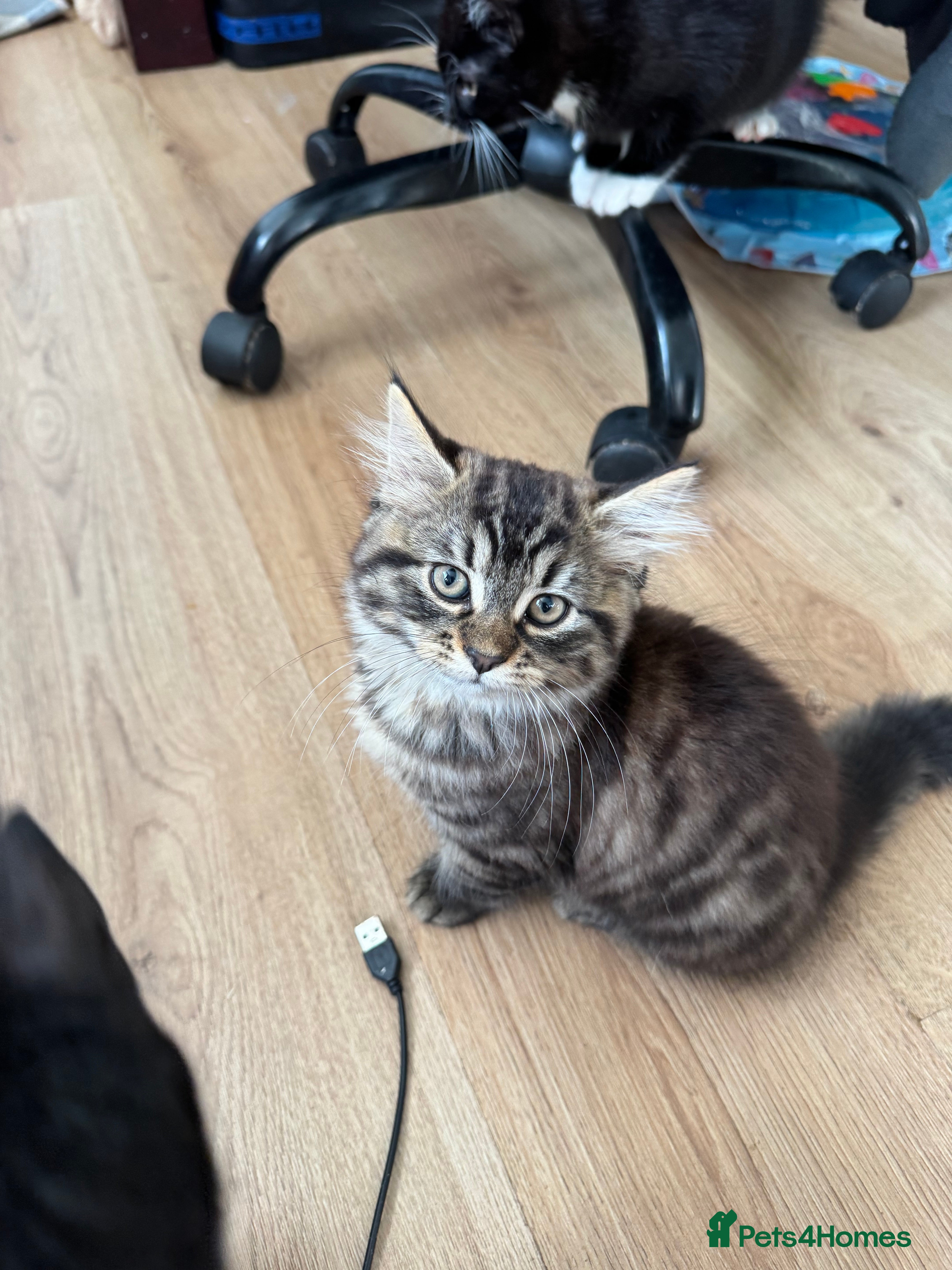 Mixed Breed cats Adorable kitten looking loving home  - Advert 2