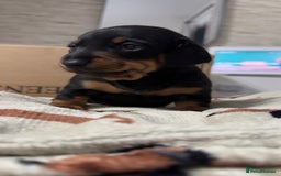 Miniature Dachshund dogs for sale: 2 miniature dachshunds - Image 4