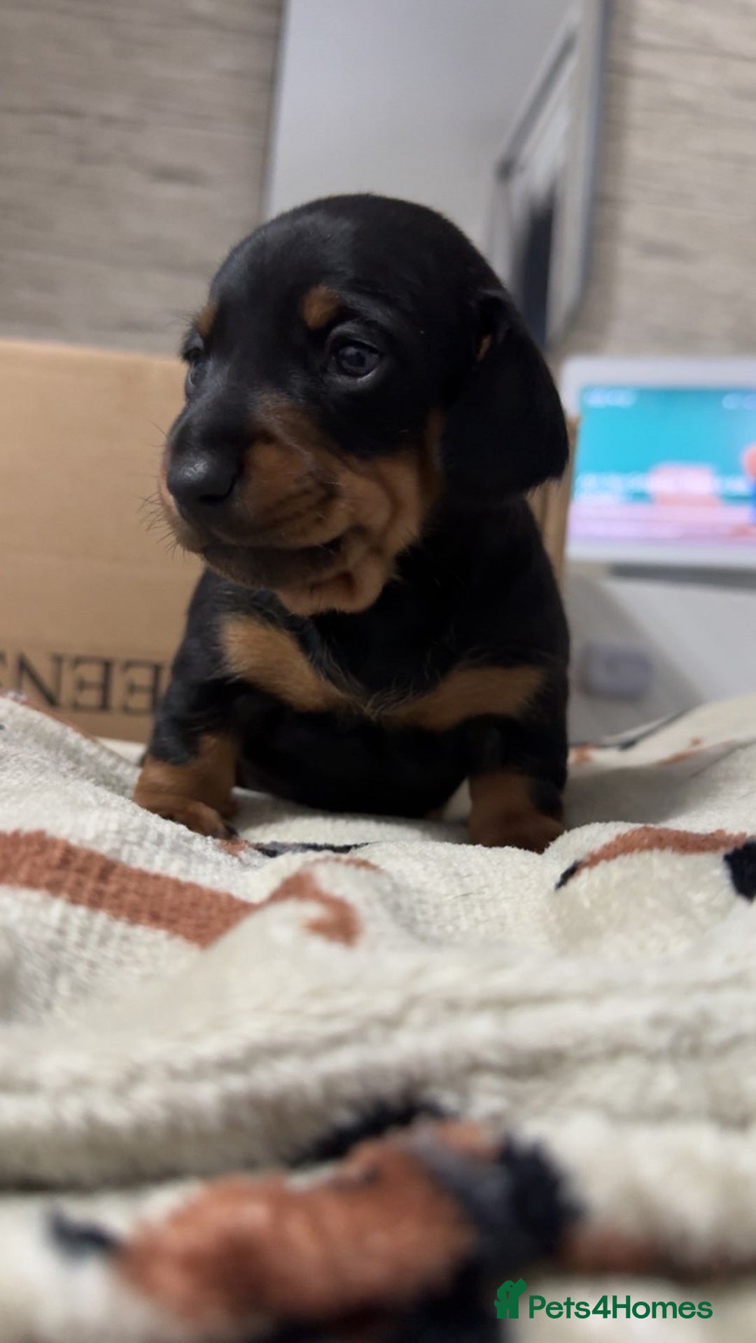 Miniature Dachshund dogs for sale: 2 miniature dachshunds - Image 4