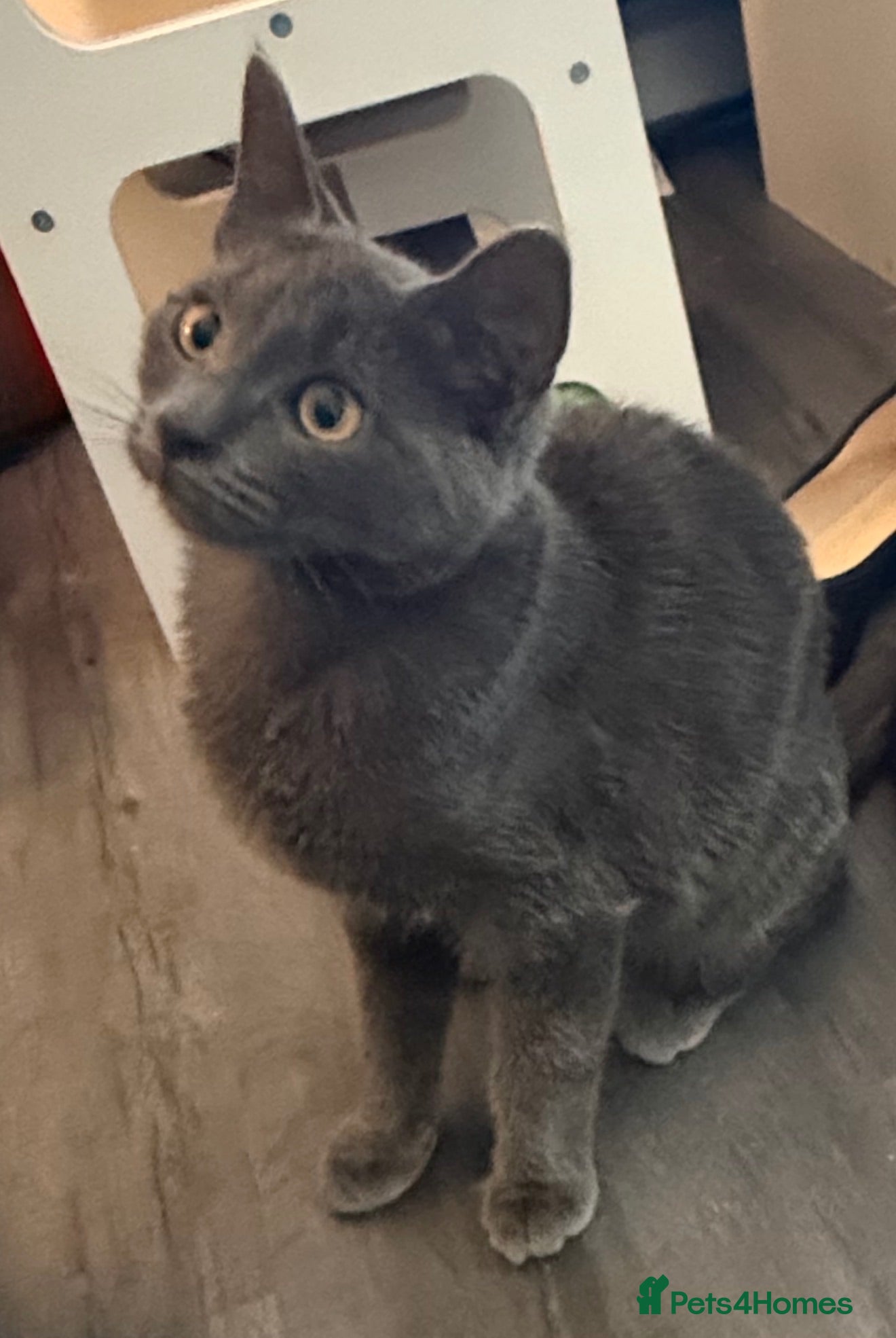 Mixed Breed cats Gorgeous female grey Kitten 22 weeks old.  - Advert 15