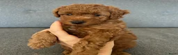 Miniature Poodle dogs for sale: Small Miniature Poodle Boys - Advert 3