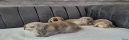 Mini Lop rabbits for sale: Gorgeous Mini Lop Babies - Advert 9