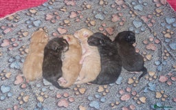 Brazilian Shorthair cats for sale: Kittens for sale - Image 2