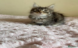 Maine Coon cats for sale: Maine Coon Cross Female Kitten  - Image 5