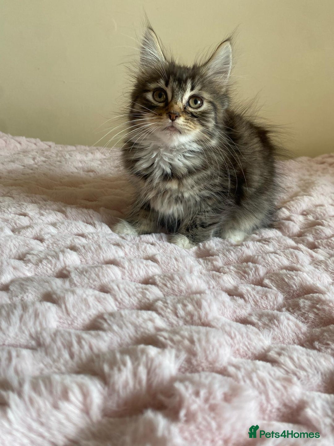 Maine Coon cats for sale: Maine Coon Cross Female Kitten  - Image 5