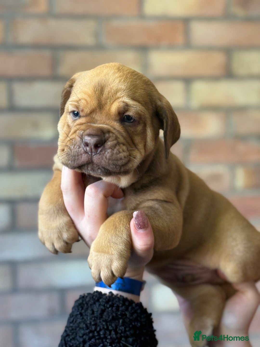 Mixed Breed dogs for sale: Bulldog de Bordeaux  - Image 15