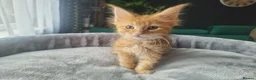 Maine Coon cats for sale: TICA REG. MAINE COON KITTENS  - Advert 18